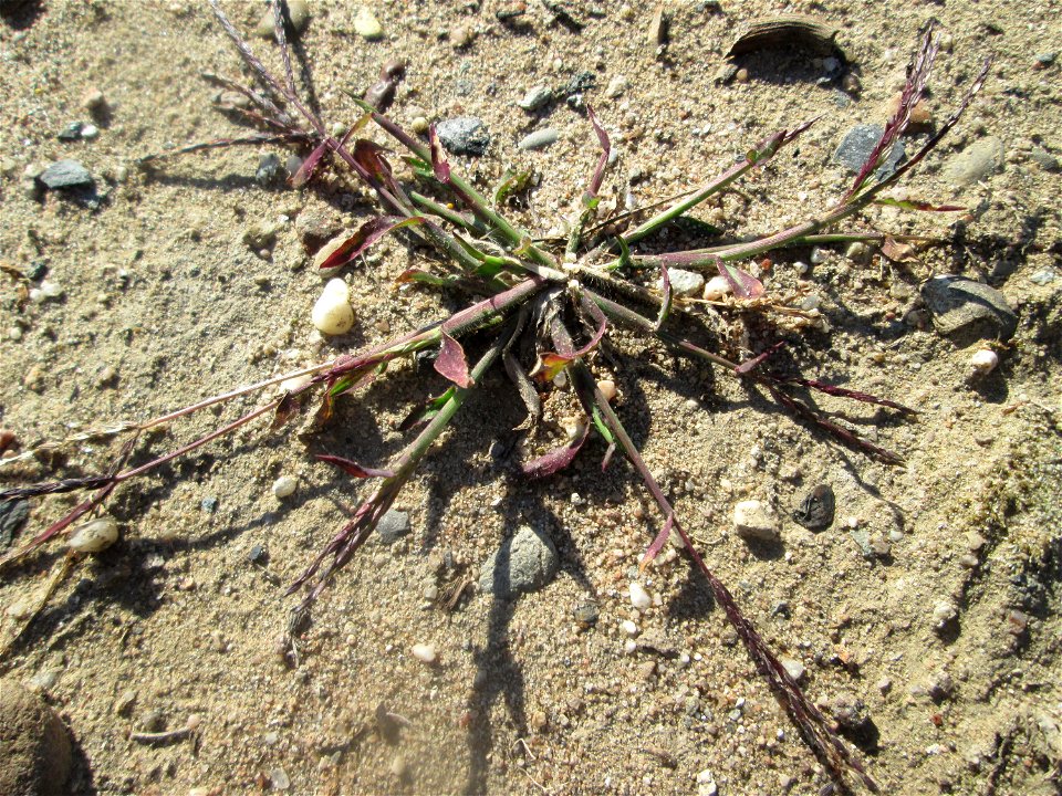 Blutrote Fingerhirse (Digitaria sanguinalis) auf einem Sandplatz in Hockenheim