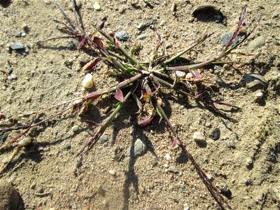 Blutrote Fingerhirse (Digitaria sanguinalis) auf einem Sandplatz in Hockenheim