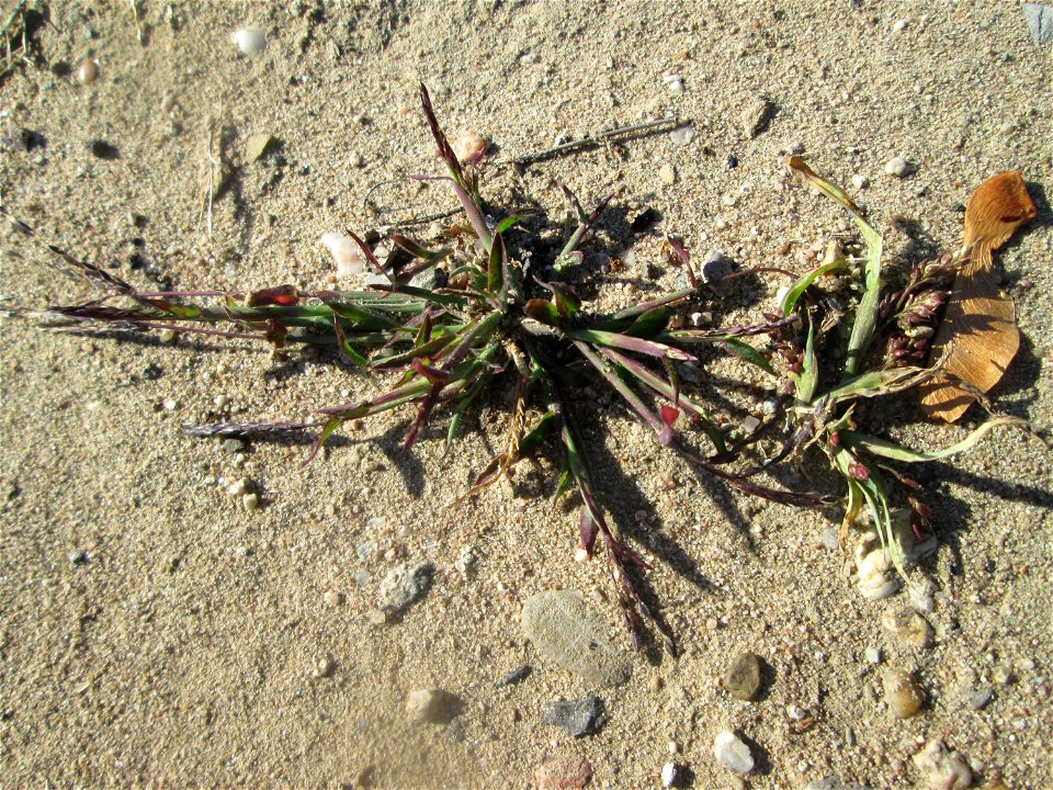 Blutrote Fingerhirse (Digitaria sanguinalis) auf einem Sandplatz in Hockenheim