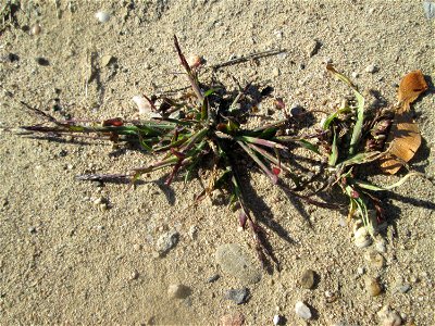 Blutrote Fingerhirse (Digitaria sanguinalis) auf einem Sandplatz in Hockenheim