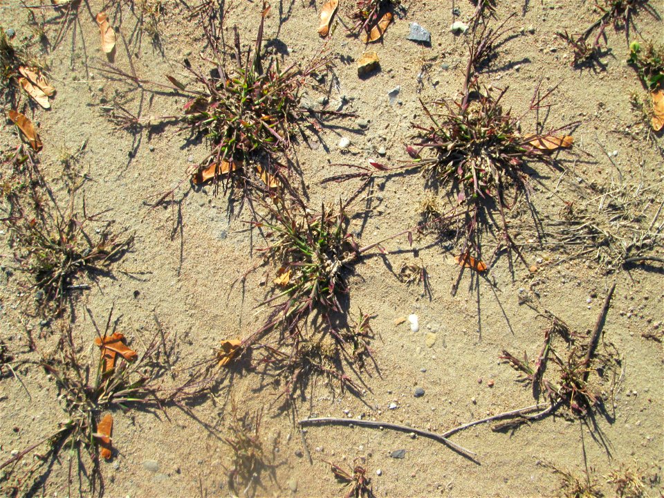 Blutrote Fingerhirse (Digitaria sanguinalis) auf einem Sandplatz in Hockenheim