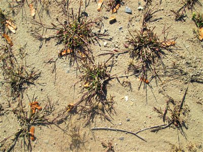 Blutrote Fingerhirse (Digitaria sanguinalis) auf einem Sandplatz in Hockenheim