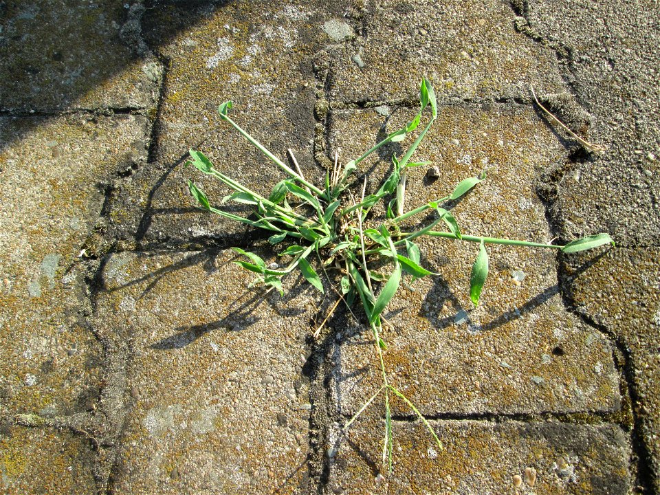 Blutrote Fingerhirse (Digitaria sanguinalis) am Hauptbahnhof Mannheim