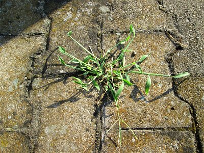 Blutrote Fingerhirse (Digitaria sanguinalis) am Hauptbahnhof Mannheim