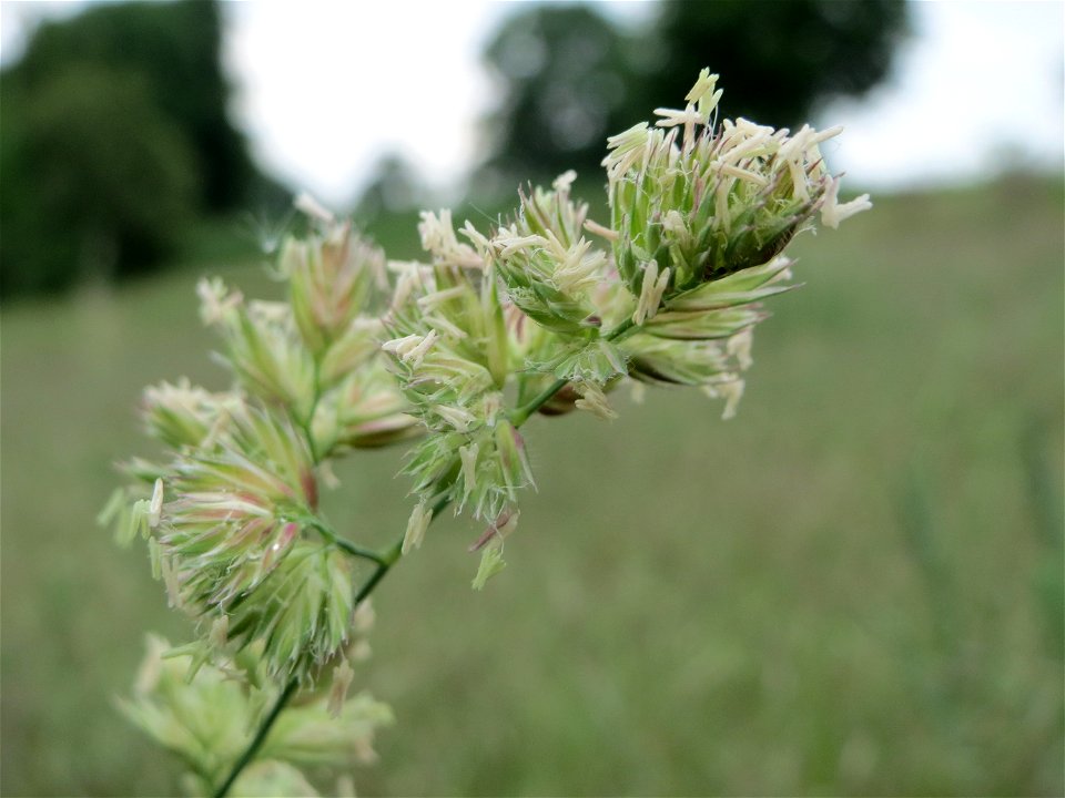 Gewöhnliches Knäuelgras (Dactylis glomerata) im Naturschutzgebiet „Oftersheimer Dünen“ (Teilgebiet „Am Golfplatz“)