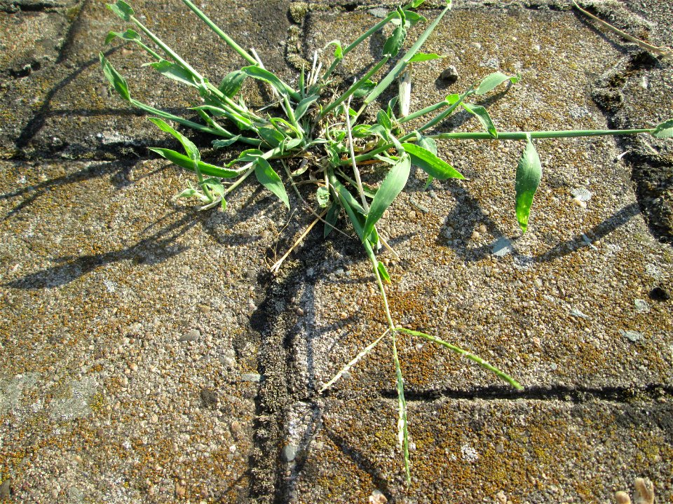 Blutrote Fingerhirse (Digitaria sanguinalis) am Hauptbahnhof Mannheim
