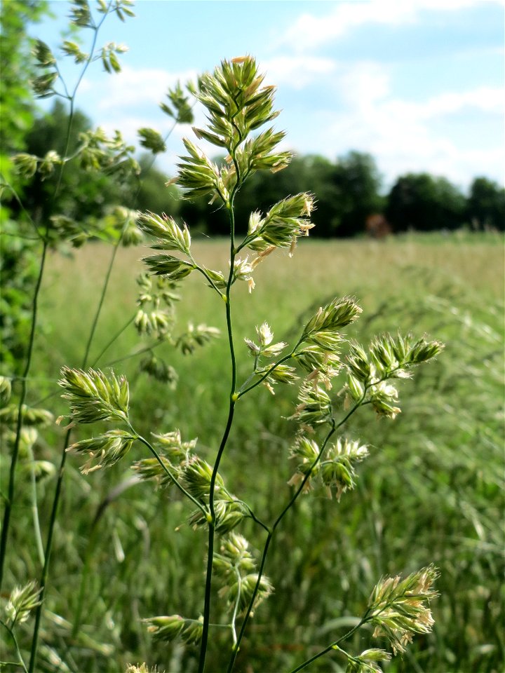 Gewöhnliches Knäuelgras (Dactylis glomerata) im Naturschutzgebiet Bachwiesen/Leopoldswiesen im Hockenheimer Rheinbogen