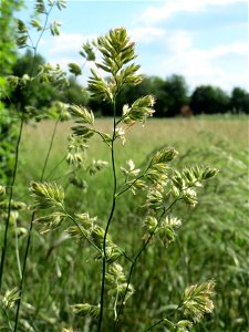 Gewöhnliches Knäuelgras (Dactylis glomerata) im Naturschutzgebiet Bachwiesen/Leopoldswiesen im Hockenheimer Rheinbogen