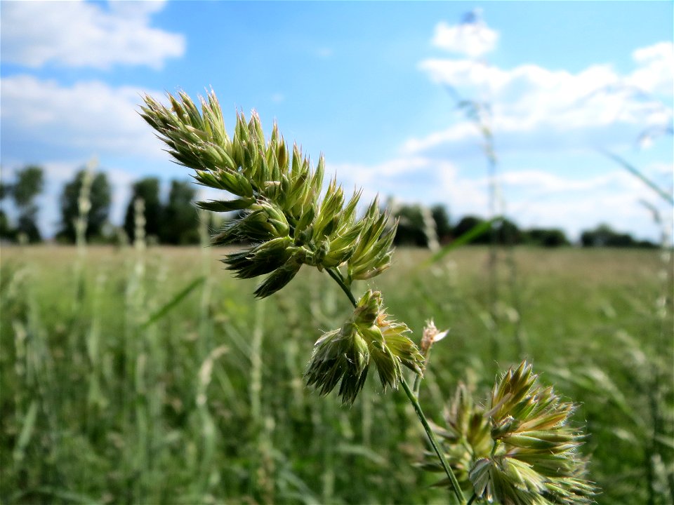 Gewöhnliches Knäuelgras (Dactylis glomerata) im Naturschutzgebiet Bachwiesen/Leopoldswiesen im Hockenheimer Rheinbogen