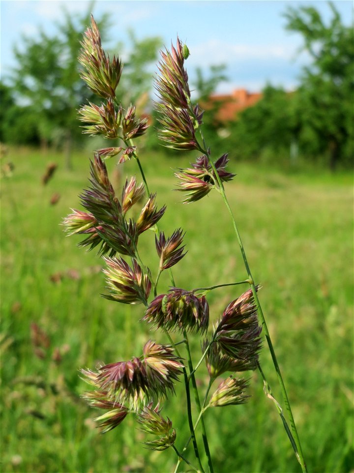 Gewöhnliches Knäuelgras (Dactylis glomerata) in Hockenheim