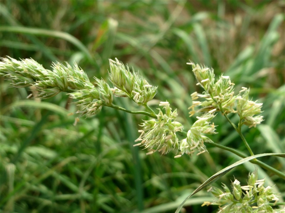 Gewöhnliches Knäuelgras (Dactylis glomerata) bei Wiesbaden-Nordenstadt