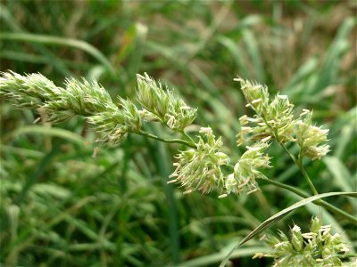 Gewöhnliches Knäuelgras (Dactylis glomerata) bei Wiesbaden-Nordenstadt