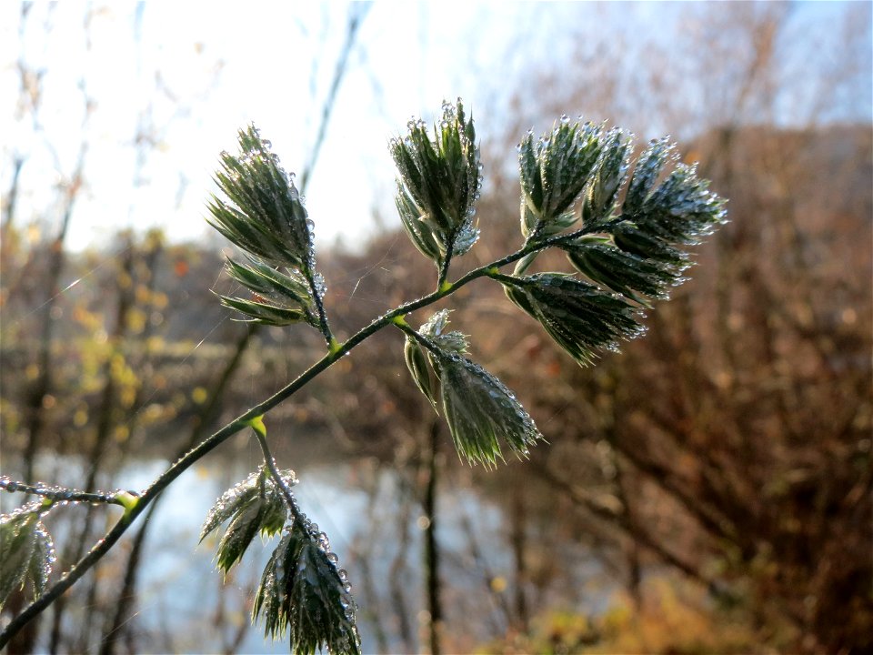 Gewöhnliches Knäuelgras (Dactylis glomerata) an der Saar in Saarbrücken
