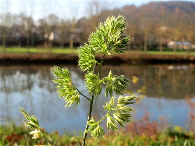 Gewöhnliches Knäuelgras (Dactylis glomerata) an der Saar in Saarbrücken