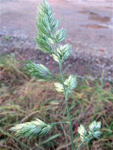 Gewöhnliches Knäuelgras (Dactylis glomerata) in Hockenheim