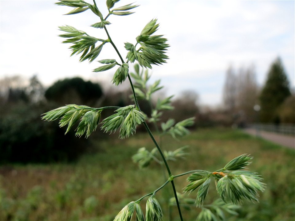 Gewöhnliches Knäuelgras (Dactylis glomerata) in Hockenheim