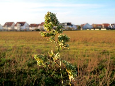 Gewöhnliches Knäuelgras (Dactylis glomerata) bei Hockenheim