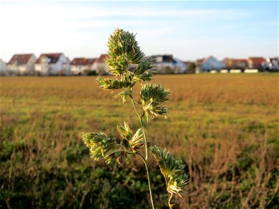 Gewöhnliches Knäuelgras (Dactylis glomerata) bei Hockenheim photo