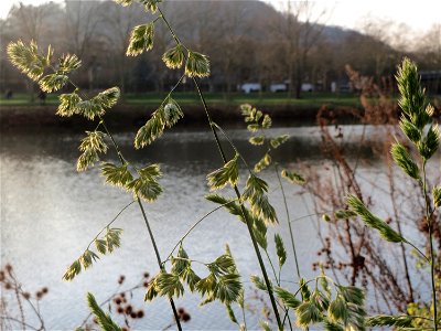 Gewöhnliches Knäuelgras (Dactylis glomerata) an der Saar in Saarbrücken