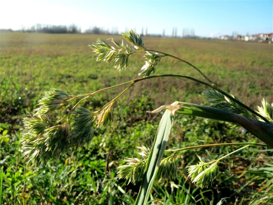 Gewöhnliches Knäuelgras (Dactylis glomerata) bei Hockenheim