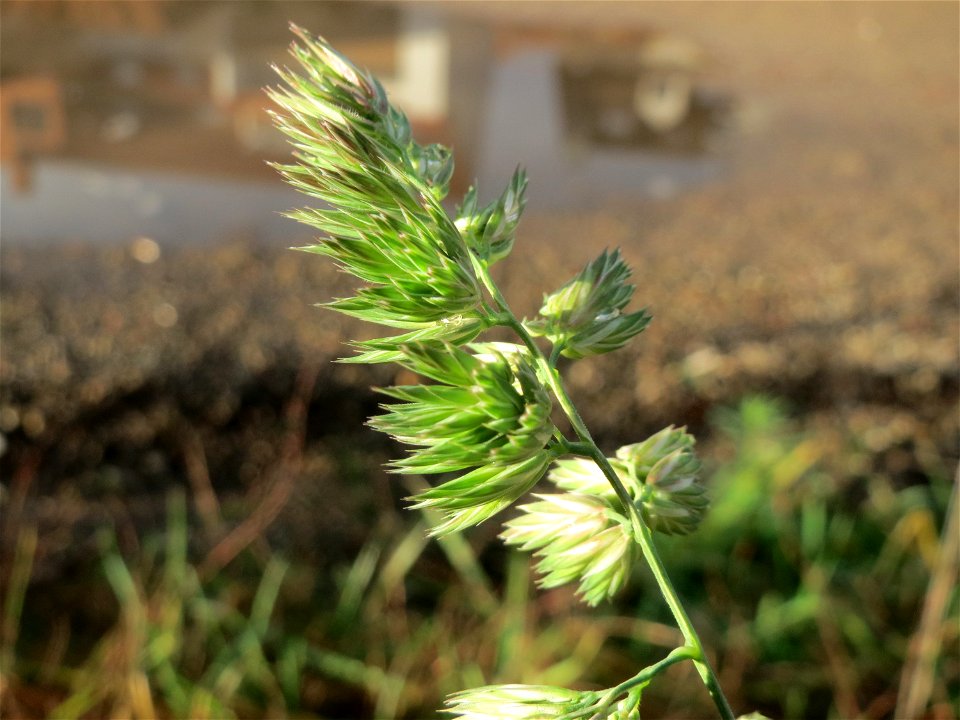 Gewöhnliches Knäuelgras (Dactylis glomerata) in Hockenheim
