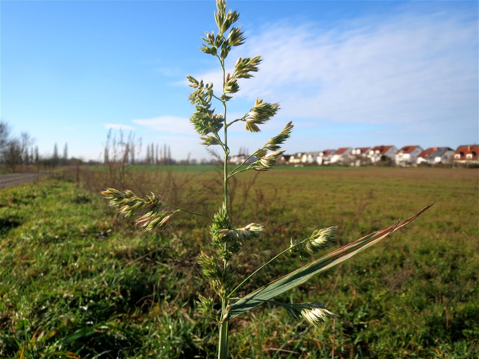 Gewöhnliches Knäuelgras (Dactylis glomerata) bei Hockenheim