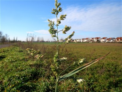 Gewöhnliches Knäuelgras (Dactylis glomerata) bei Hockenheim