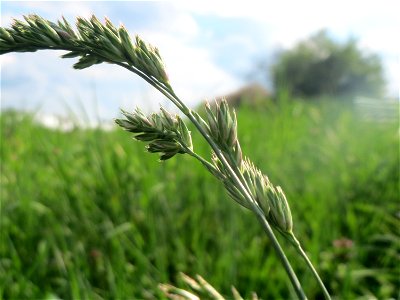Gewöhnliches Knäuelgras (Dactylis glomerata) in Hockenheim