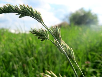 Gewöhnliches Knäuelgras (Dactylis glomerata) in Hockenheim photo