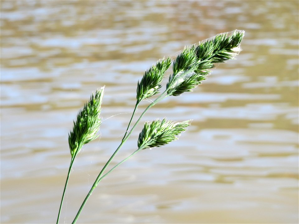 Gewöhnliches Knäuelgras (Dactylis glomerata) am Neckarufer in Heidelberg-Neuenheim