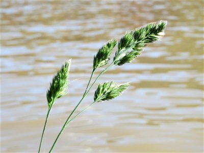 Gewöhnliches Knäuelgras (Dactylis glomerata) am Neckarufer in Heidelberg-Neuenheim
