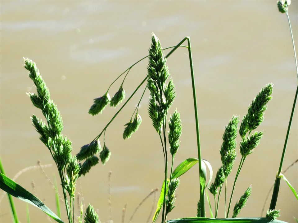 Gewöhnliches Knäuelgras (Dactylis glomerata) am Neckarufer in Heidelberg-Neuenheim