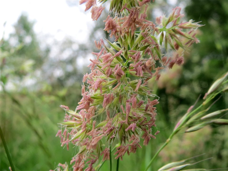Gewöhnliches Knäuelgras (Dactylis glomerata) im Landesgartenschaupark Hockenheim