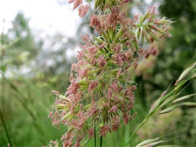 Gewöhnliches Knäuelgras (Dactylis glomerata) im Landesgartenschaupark Hockenheim