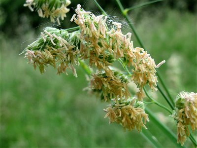 Gewöhnliches Knäuelgras (Dactylis glomerata) im Landesgartenschaupark Hockenheim