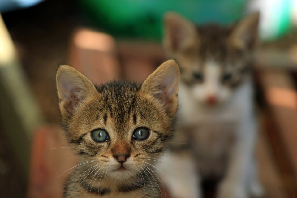 Animals pets kitten
