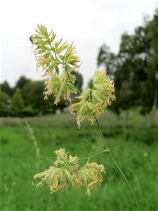 Gewöhnliches Knäuelgras (Dactylis glomerata) im Landesgartenschaupark Hockenheim