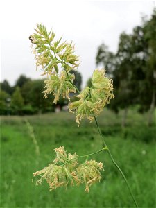 Gewöhnliches Knäuelgras (Dactylis glomerata) im Landesgartenschaupark Hockenheim photo