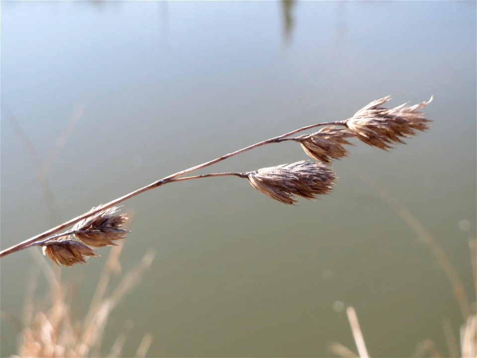 Gewöhnliches Knäuelgras (Dactylis glomerata) an der Saar in Saarbrücken