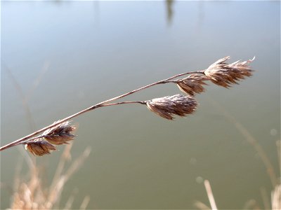 Gewöhnliches Knäuelgras (Dactylis glomerata) an der Saar in Saarbrücken