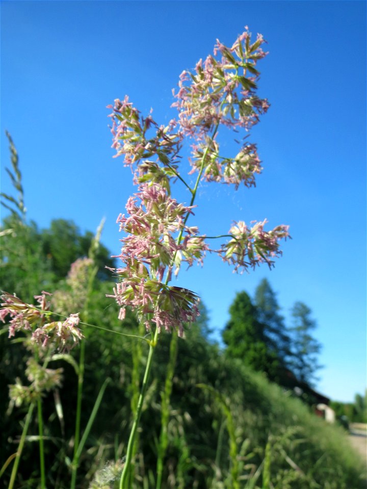 Gewöhnliches Knäuelgras (Dactylis glomerata) in den Horststückern im Landschaftsschutzgebiet „Hockenheimer Rheinbogen“ photo