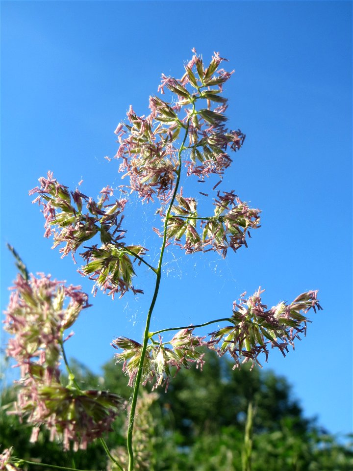 Gewöhnliches Knäuelgras (Dactylis glomerata) in den Horststückern im Landschaftsschutzgebiet „Hockenheimer Rheinbogen“