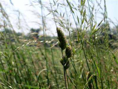 Gewöhnliches Knäuelgras (Dactylis glomerata) am Hofweg im Landschaftsschutzgebiet „Hockenheimer Rheinbogen“