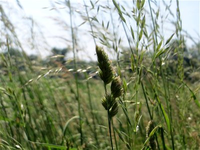 Gewöhnliches Knäuelgras (Dactylis glomerata) am Hofweg im Landschaftsschutzgebiet „Hockenheimer Rheinbogen“ photo