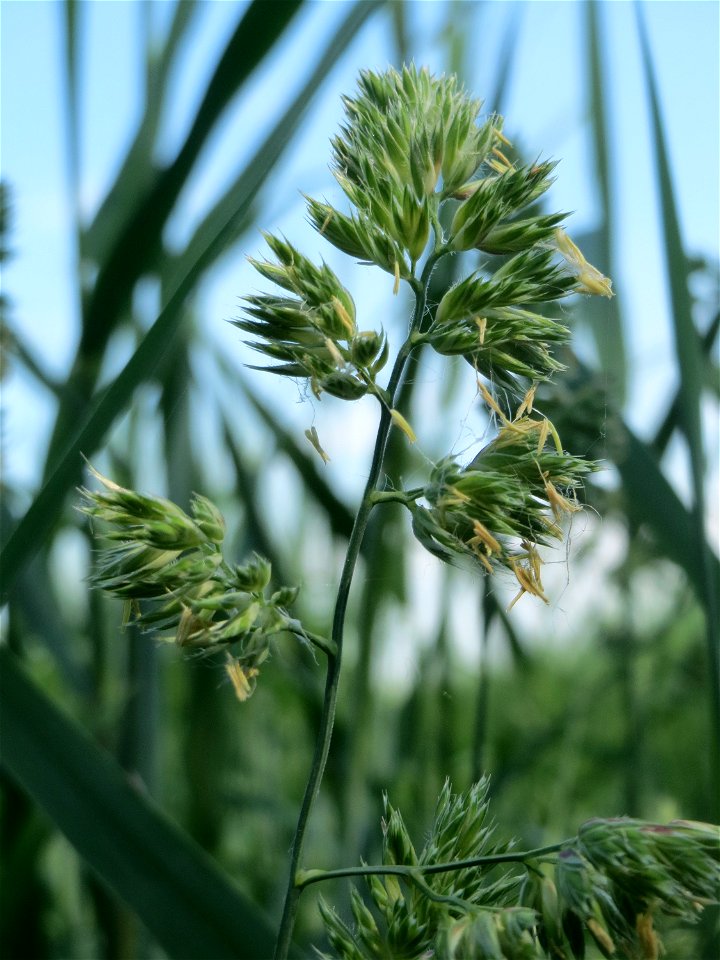 Gewöhnliches Knäuelgras (Dactylis glomerata) am Hofweg im Landschaftsschutzgebiet „Hockenheimer Rheinbogen“
