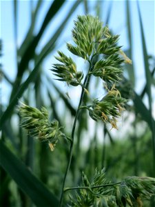 Gewöhnliches Knäuelgras (Dactylis glomerata) am Hofweg im Landschaftsschutzgebiet „Hockenheimer Rheinbogen“ photo