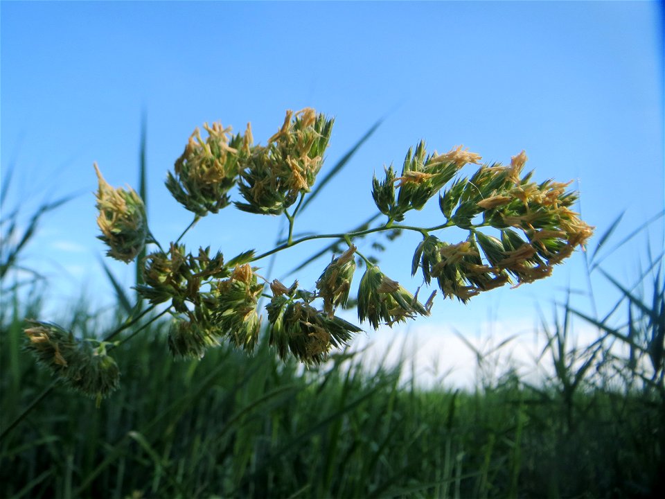 Gewöhnliches Knäuelgras (Dactylis glomerata) am Hofweg im Landschaftsschutzgebiet „Hockenheimer Rheinbogen“