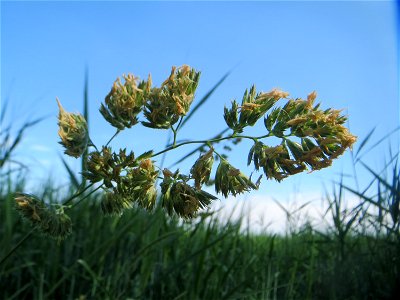 Gewöhnliches Knäuelgras (Dactylis glomerata) am Hofweg im Landschaftsschutzgebiet „Hockenheimer Rheinbogen“