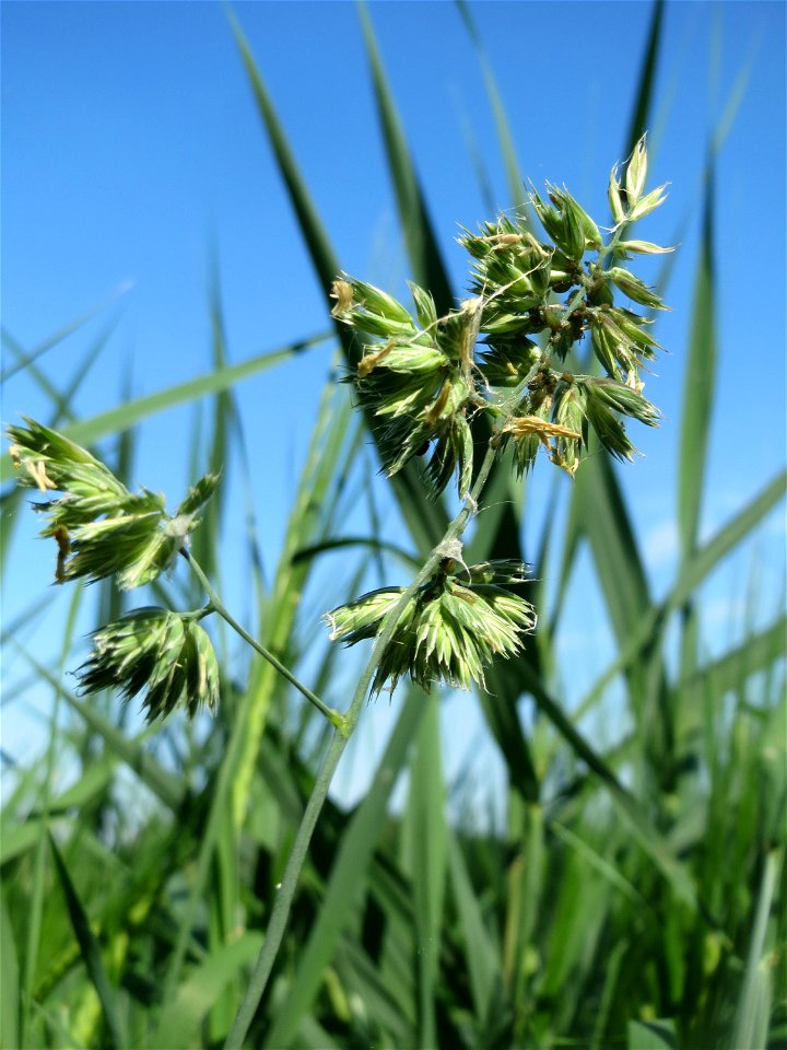 Gewöhnliches Knäuelgras (Dactylis glomerata) am Hofweg im Landschaftsschutzgebiet „Hockenheimer Rheinbogen“