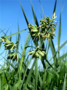 Gewöhnliches Knäuelgras (Dactylis glomerata) am Hofweg im Landschaftsschutzgebiet „Hockenheimer Rheinbogen“